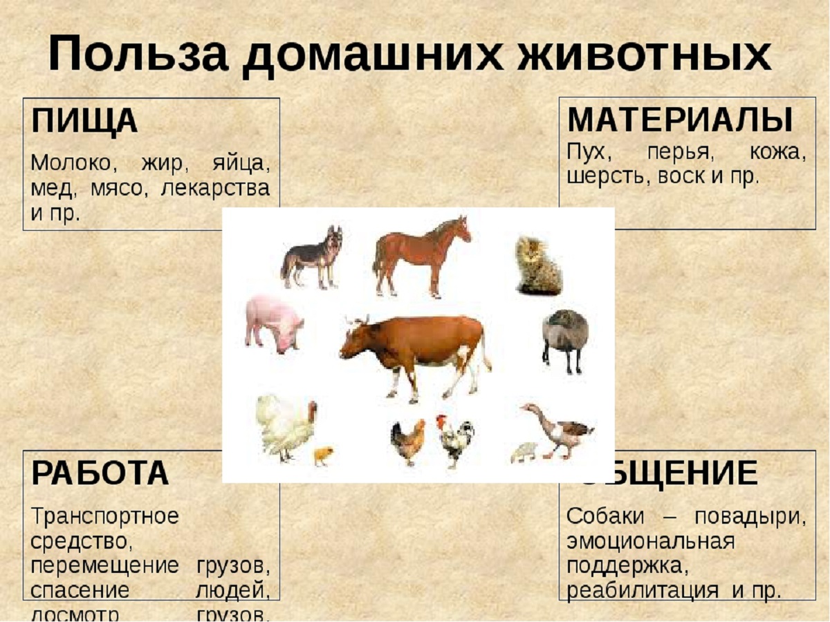 zhivotnye 3